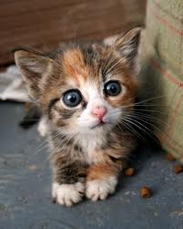 a cute kitten