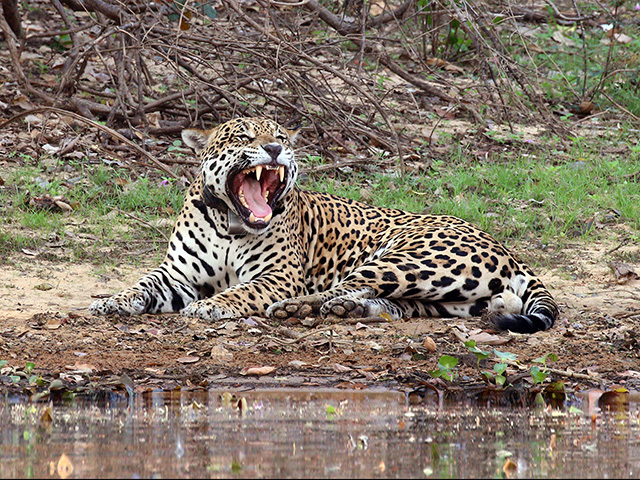 Jaguar standing near water