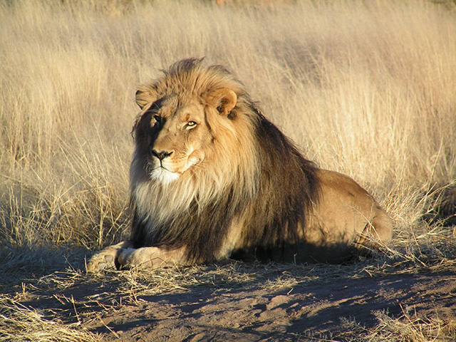 Lion resting in grassland