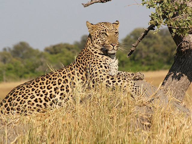 Leopard resting on a tree branch