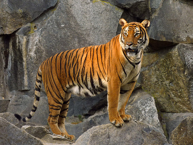 Tiger walking through forest